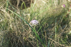 Allium angulosum