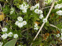 Veronica treadwellii