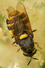 Stratiomys potamida