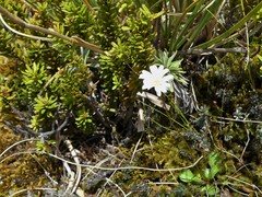 Brachyscome longiscapa