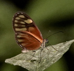 Pteronymia aletta