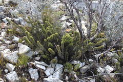 Dolichothrix ericoides