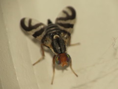 Rhagoletis striatella
