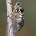 Lyrist Cicadas - Photo (c) Jorge Anjos Goncalves, some rights reserved (CC BY-NC), uploaded by Jorge Anjos Goncalves