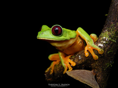 Agalychnis terranova