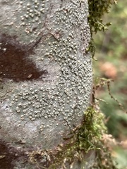 Thelotrema