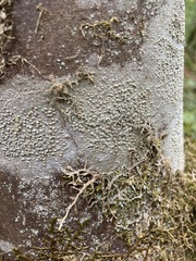 Thelotrema