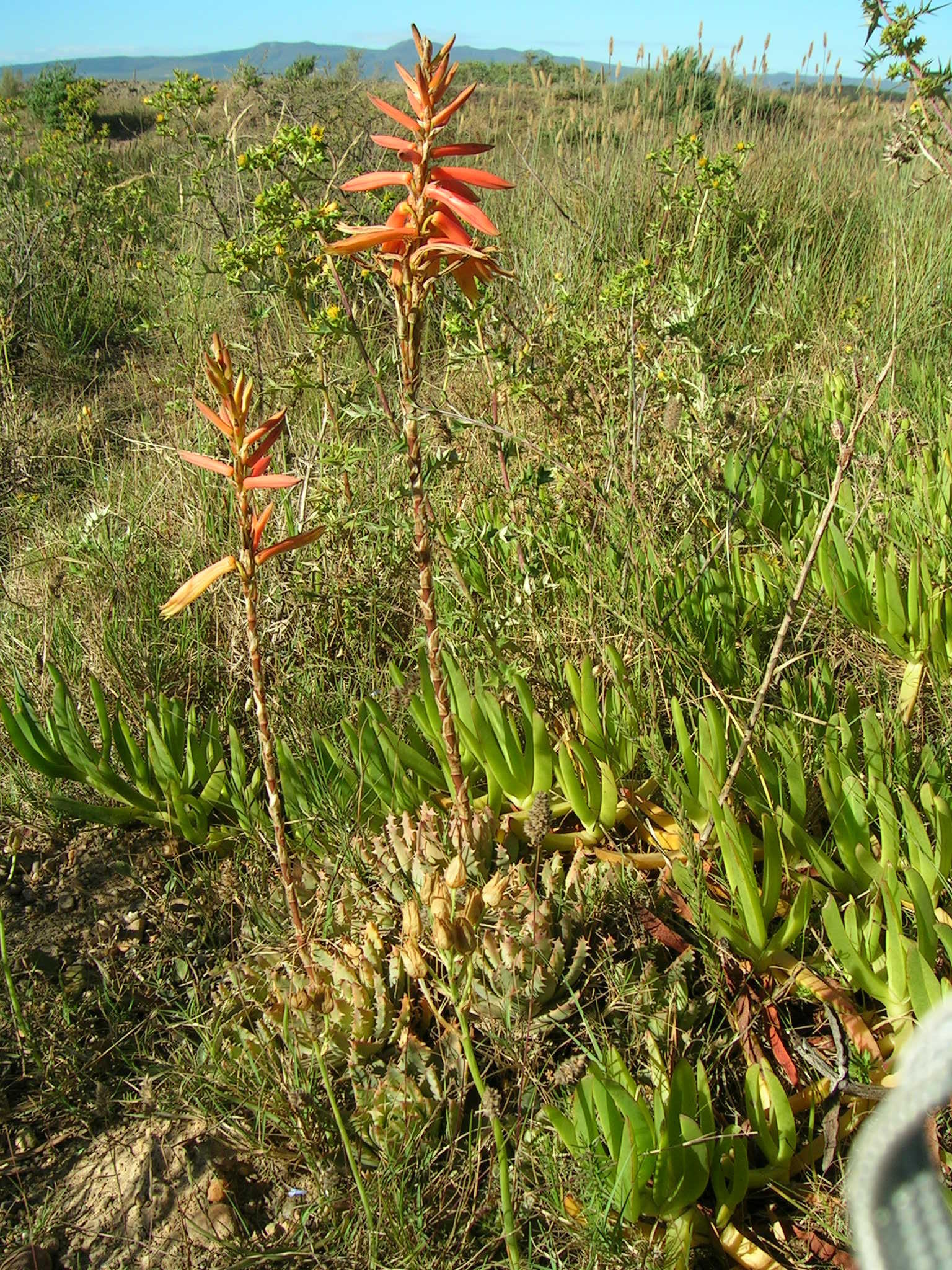 Aloe brevifolia var. brevifolia