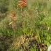 Aloe brevifolia brevifolia - Photo (c) Nick Helme, algunos derechos reservados (CC BY-SA), subido por Nick Helme