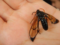 Isanthrene perboscii