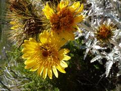 Berkheya francisci