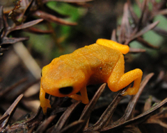 Brachycephalus rotenbergae