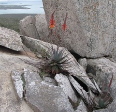 Aloe microstigma framesii