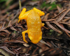 Brachycephalus rotenbergae