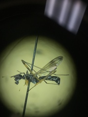 Rainieria antennaepes