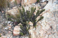 Dolichothrix ericoides