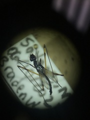 Rainieria antennaepes