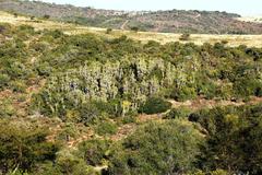 Euphorbia triangularis
