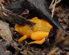 Brachycephalus rotenbergae