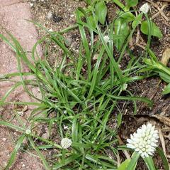 Cyperus dubius dubius