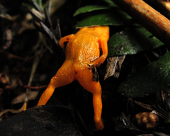 Brachycephalus rotenbergae