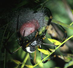 Trichonephila senegalensis annulata