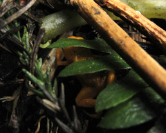 Brachycephalus rotenbergae