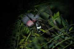 Trichonephila senegalensis annulata