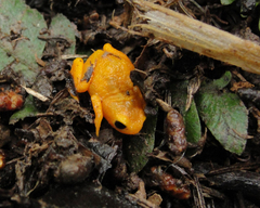 Brachycephalus rotenbergae