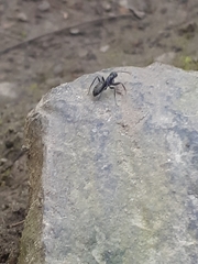Camponotus pennsylvanicus