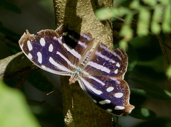 Myscelia cyaniris