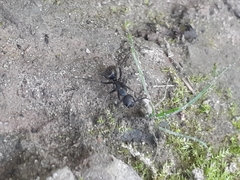 Camponotus pennsylvanicus