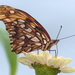 Mariposa Pasionaria de Alas Largas - Photo (c) tanageraz, algunos derechos reservados (CC BY-NC), subido por tanageraz