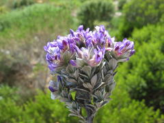 Amphithalea imbricata