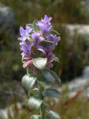 Amphithalea imbricata