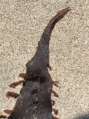 Grateloupia doryphora