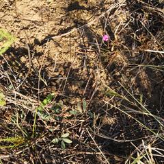 Tephrosia capensis capensis