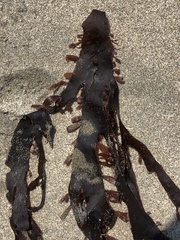 Grateloupia doryphora