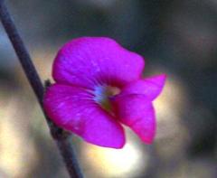 Tephrosia capensis capensis