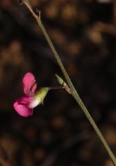 Tephrosia capensis capensis