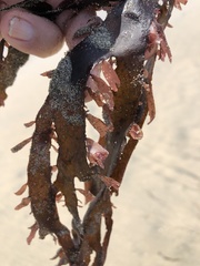 Grateloupia doryphora