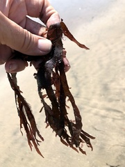 Grateloupia doryphora