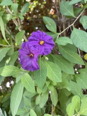 Lycianthes rantonnetii