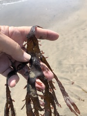 Grateloupia doryphora