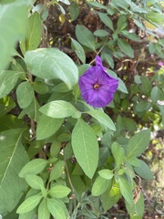 Lycianthes rantonnetii