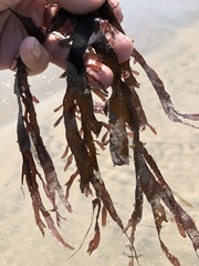 Grateloupia doryphora