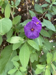 Lycianthes rantonnetii