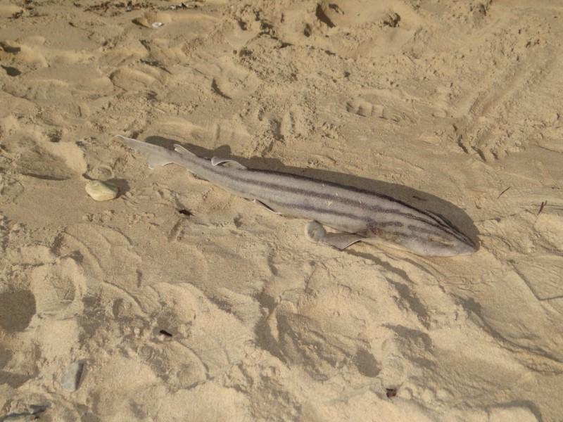 Species image