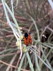 Oncopeltus sanguineolentus