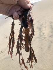 Grateloupia doryphora